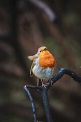 A close-up photo of Robin on a branch.