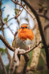 A close-up photo of Robin on a branch.