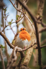 A close-up photo of Robin on a branch.