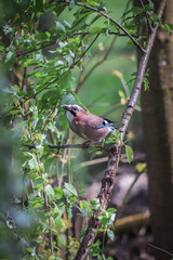 A close-up photo of an Eurasian jay on a branch.