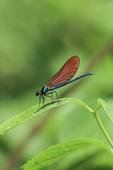 Dragonfly close-up image