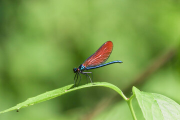 Dragonfly close-up image