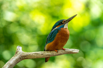 Common kingfisher