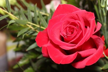 Red rose on the far right