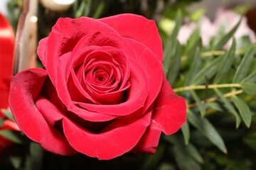 Red rose on the left edge