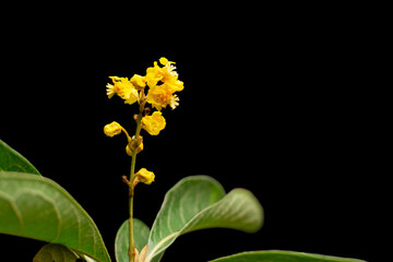 Flower of the nanche tree