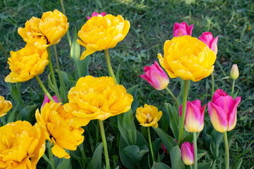 Beautiful colorful tulips are growing in a flowerbed in the park. Spring blooming tulips.