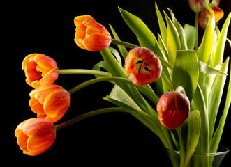 floral ornament of orange tulips on a black background