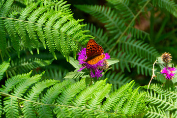 Colorfull Butterflys on Flowers