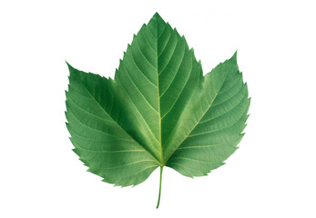 Green leaf on transparent background. Generative AI.