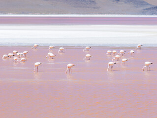 Fototapeta premium pink flamingos in uyuni, bolivia