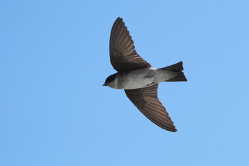 asian house martin in flight