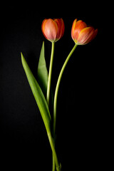 floral ornament of orange tulips on a black background - 607598042