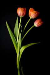 floral ornament of orange tulips on a black background