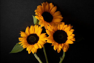 General shot and detail of sunflowers on a black background