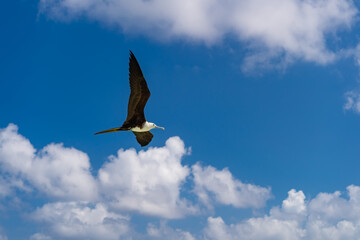 fregatidae bird outdoor. image of fregatidae bird. fregatidae bird in summer.