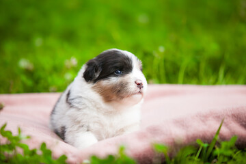 Australian Shepherd blue marble puppy in the park