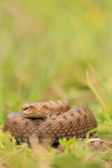 Naklejka premium Vipera seoanei - Seoane's viper