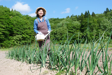 玉ねぎ畑で水やりをする中年女性