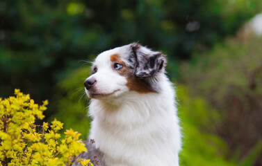 Marble dog breed Miniature American Shepherd