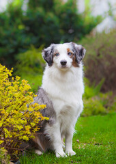 Marble dog breed Miniature American Shepherd
