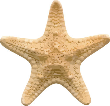 Vector starfish isolated on white background