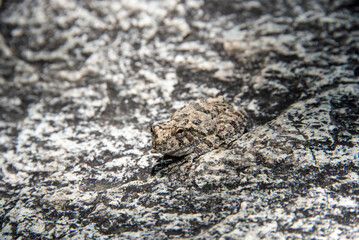 Canyon Treefrog (Hyla arenicolor)