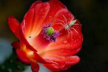 Green Lynx Spider (Peucetia viridans)