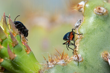 Bordered Plant Bug (Largus cinctus)