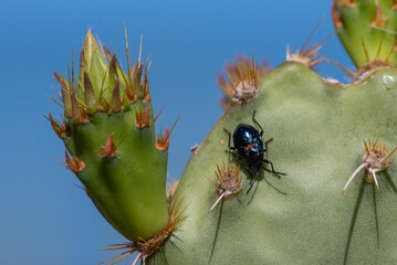 Bordered Plant Bug (Largus cinctus)