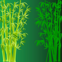 vector illustration of bamboo on green
