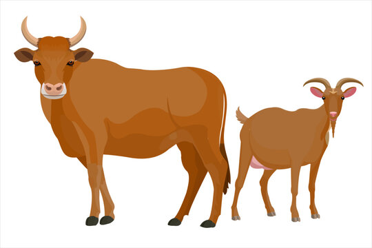 vector illustration of farm animals named cows and goats.