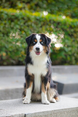 Tricolor dog breed Miniature American Shepherd