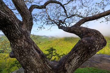 Fototapeta na wymiar Oak tree limbs reaching toward horizon along Blue Ridge Parkway