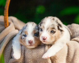 Australian Shepherd blue marble puppy in the park	
