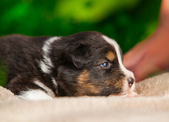 Australian Shepherd tricolor puppy in the park	