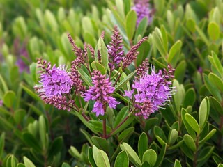 closeup of bright purple hebe speciosa flowering plant
