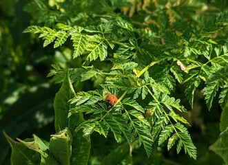 ladybug on wild hemlock plant

