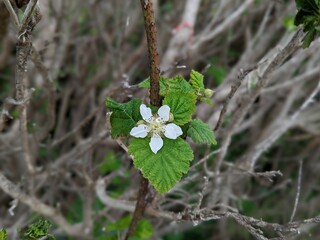 closeup of trailing California blackberry plant