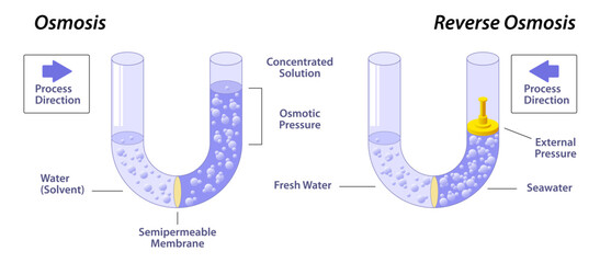 Osmosis and reverse osmosis vector illustration. Higher concentration to lower concentration until that become equal on either side of the membrane. Solvent undergoes the process of osmosis with gases - obrazy, fototapety, plakaty