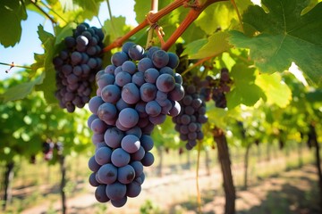 Fototapeta premium Lush ripe dark red wine grapes on the vine ready for harvest