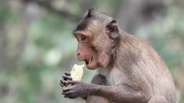 Macaque eats banana in tropical nature, Thailand