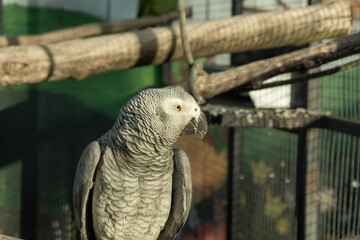 Grey parrot in cage.Animal farm.