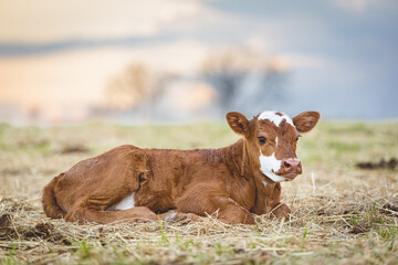 Brown White Calf Resting in Regenerative Agriculture Springtime Pasture	