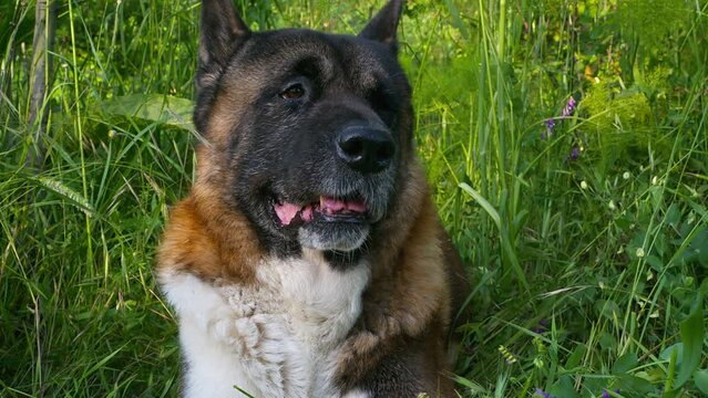 The American Akita breed dog lies in the grass, slow-motion video, shot close-up.