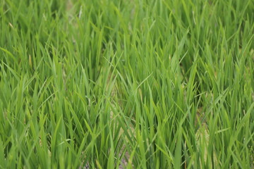 Fototapeta na wymiar indonesian rice field paddy landscape view