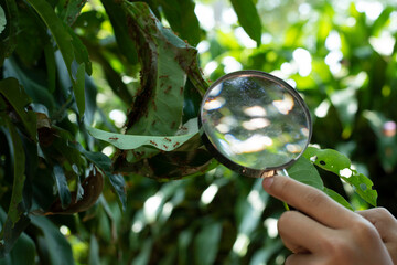 Asian boy student holds magnifying glass in hands and using it to expand the insect and ants which...