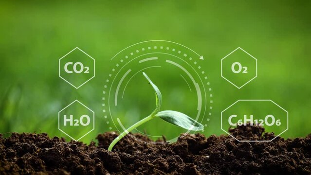 The chemical process of photosynthesis is depicted by a young plant emerging from fertile soil, surrounded by symbols of carbon dioxide, water, glucose, and oxygen.