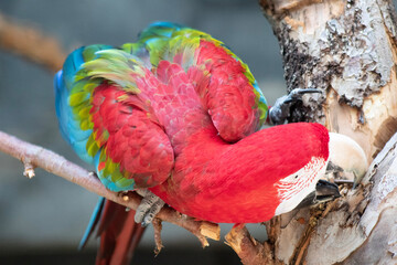 Ara colors © QueenH