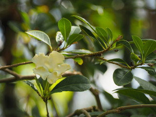 夜香花　レインツリー